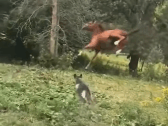 R0102006 Rescue Horse (Parte 2)