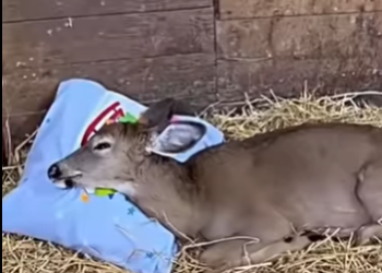 A0512003 Rescata al ciervo (Parte 2)