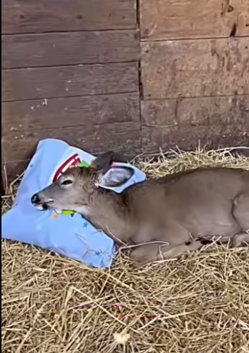 A0512003 Rescata al ciervo (Parte 2)