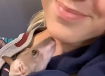 A0512001 Rescue Kangaroo (Parte 2)