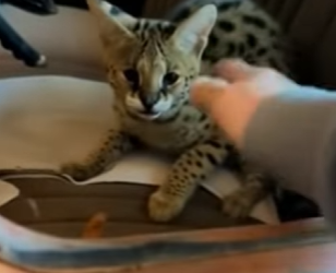 Servales de rescate (Parte 2)