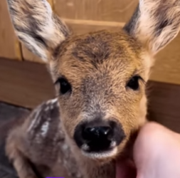 R0512002 Rescate de ciervos (Parte 2)