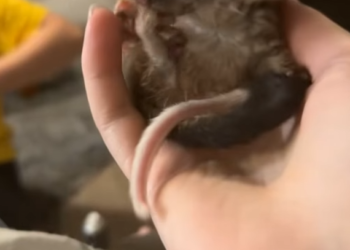 R0512005 Zarigüeyas de rescate (Parte 2)