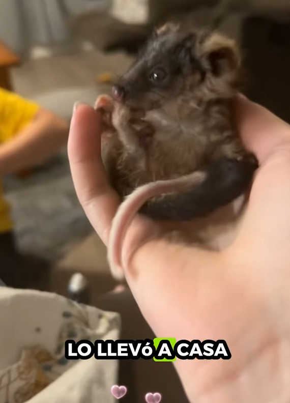 R0512005 Zarigüeyas de rescate (Parte 2)