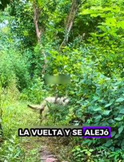 R0512004 Lobos rescatados (Parte 2)