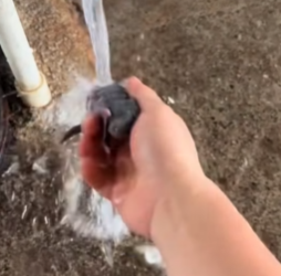 R0512003 Conejo rescatado (Parte 2)