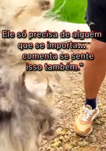 pobre cãozinho com fome (Parte 2)
