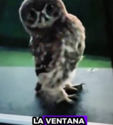 R0512006 Búho de rescate (Parte 2)