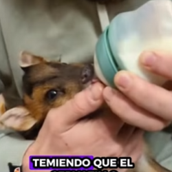 R0512001 Rescate de ciervos (Parte 2)