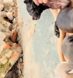 U0512003 cadelinha seus filhotes resgatados com muito carrapatos (Parte 2)