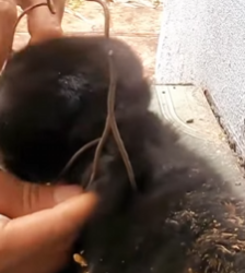 U0512006 Anjos de quatro patas não conseguem se defender pobre cãozinho (Parte 2)