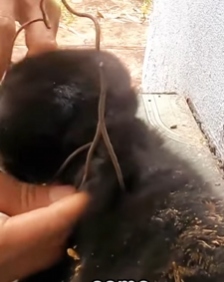 U0512006 Anjos de quatro patas não conseguem se defender pobre cãozinho (Parte 2)