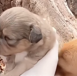 U0512002 cadelinha seus filhotes são largados em um terreno baldio (Parte 2)