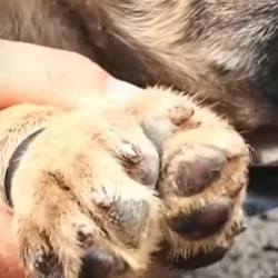 Cãozinho foi resgatado em tubulação de esgoto (Parte 2)