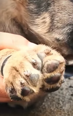 Cãozinho foi resgatado em tubulação de esgoto (Parte 2)