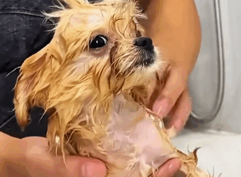 Toda vida merece uma segunda chance (Parte 2)