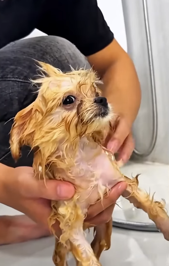 Toda vida merece uma segunda chance (Parte 2)