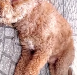 U0512004 jogado na calçada sem dó nem piedade (Parte 2)