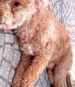 U0512004 jogado na calçada sem dó nem piedade (Parte 2)