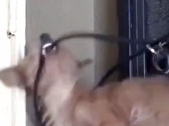 U0512001 cãozinho com muito medo deu trabalho pra resgatar (Parte 2)