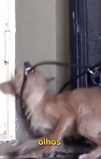 U0512001 cãozinho com muito medo deu trabalho pra resgatar (Parte 2)