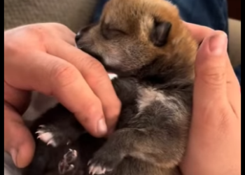 A6712002 Rescata al lobo (Parte 2)