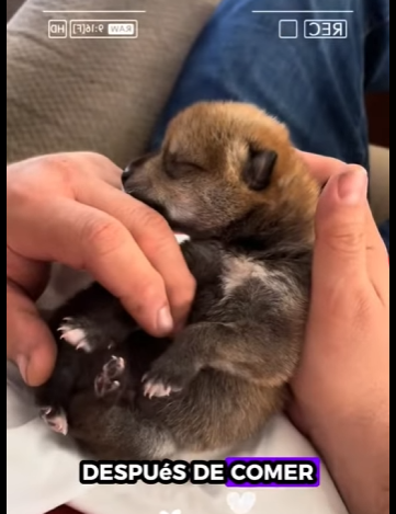 A6712002 Rescata al lobo (Parte 2)