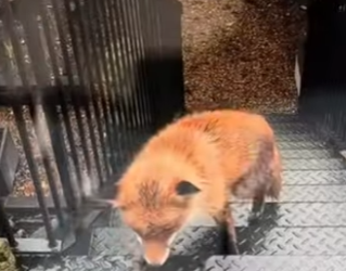 A6712004 Rescata al zorro (Parte 2)