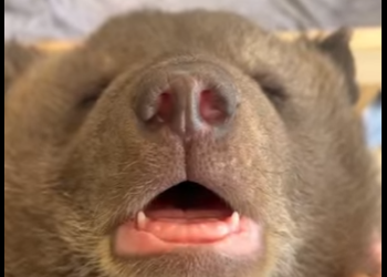 A6712005 rescate de un cachorro de oso negro (Parte 2)