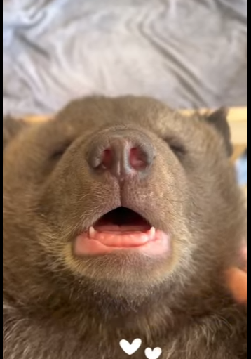 A6712005 rescate de un cachorro de oso negro (Parte 2)