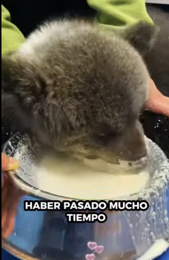 A6712010 Rescatar osos pardos (Parte 2)