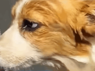 Cãozinho deficiente encontramos todo molhado com muito frio (Parte 2)