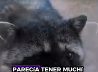 A6712006 Rescatar mapaches (Parte 2)