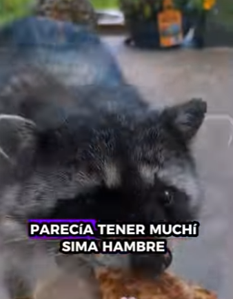 A6712006 Rescatar mapaches (Parte 2)