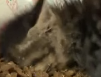 A6712011 Gatito rescatado (Parte 2)