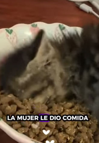 A6712011 Gatito rescatado (Parte 2)