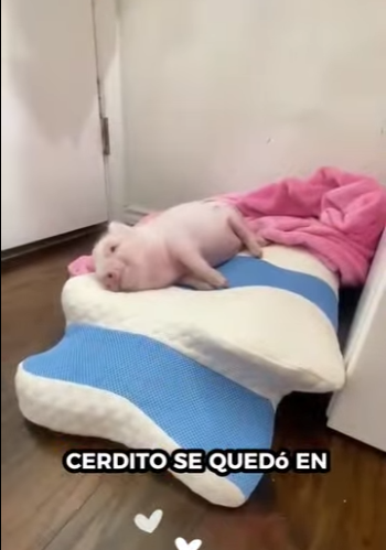 A6712001 Rescatar los lechones (Parte 2)