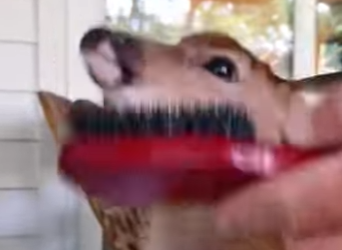 A6712007 Rescate de ciervos (Parte 2)