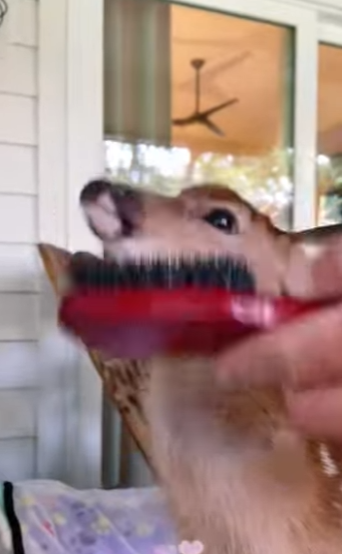 A6712007 Rescate de ciervos (Parte 2)