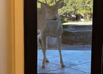 A6712003 Rescata al ciervo (Parte 2)