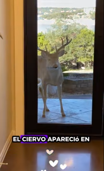 A6712003 Rescata al ciervo (Parte 2)