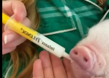 A6712009 Cerdos rescatados (Parte 2)