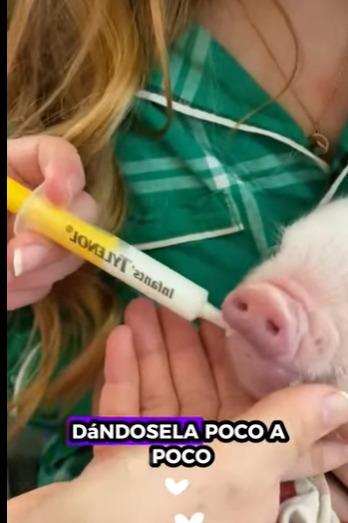 A6712009 Cerdos rescatados (Parte 2)