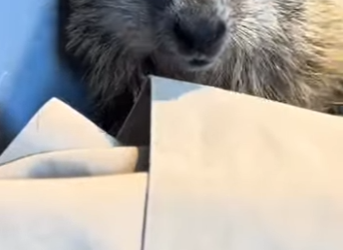 A6712012 Marmotas de rescate (Parte 2)