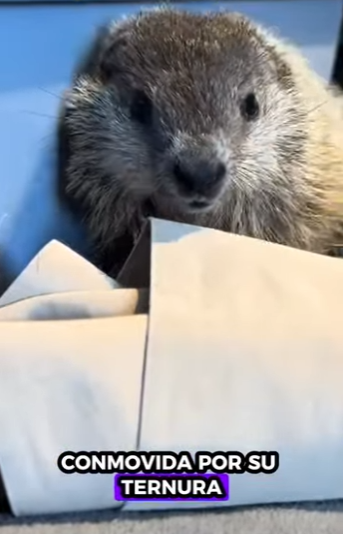 A6712012 Marmotas de rescate (Parte 2)