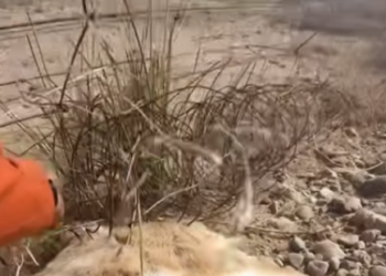 H3412012_Luckily little deer is fine (Part 2)