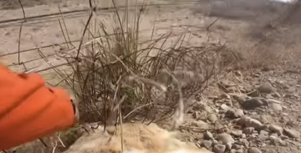 H3412012_Luckily little deer is fine (Part 2)