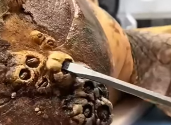 G0607001 Tortuga Rescatada es FELIZ (Parte 2)