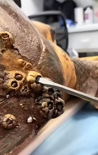 G0607001 Tortuga Rescatada es FELIZ (Parte 2)