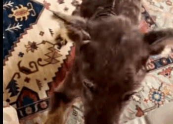 Encontramos esse cãozinho perambulando pelas ruas nessa situação (Parte 2)